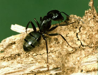 Some Coll facts about Ants